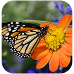 monarch butterfly in a butterfly garden