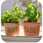 Mint and basil in clay pots in a window herb garden