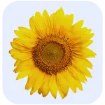 yellow sunflower as a plant choice for a sensory garden
